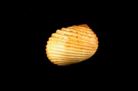 藏品(白肋蜑螺)的圖片